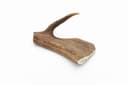 Fallow Deer Antler - L (151-225 g) 2