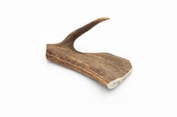 Fallow Deer Antler - L (151-225 g) 2