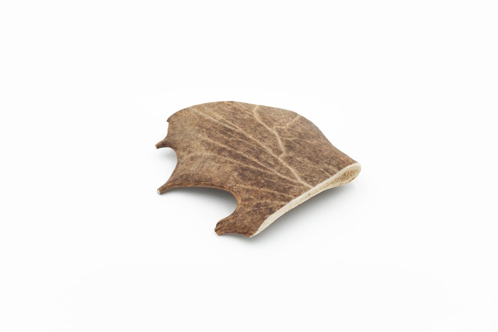 Fallow Deer Antler - L (151-225 g)