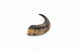 Ram Horn - M (101-200 g) 1