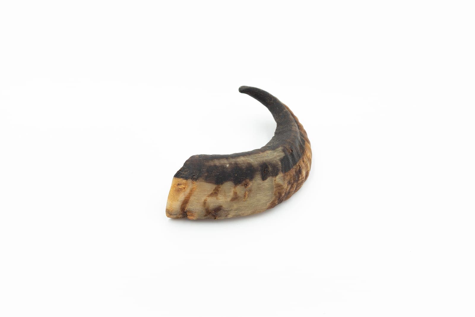 Ram Horn - M (101-200 g)