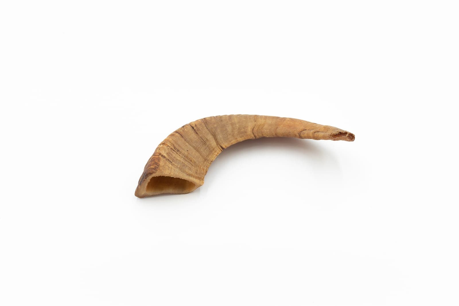 Ram Horn - L (201-300 g)