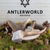 Mordedores cuernos de ciervo Antlerworld varias tallas