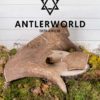 Mordedores de cuernos de gamo de Antlerworld, especialistas en mordedores para perros 100% naturales y de la máxima calidad