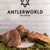 Mordedores madera de brezo tacos Antlerworld