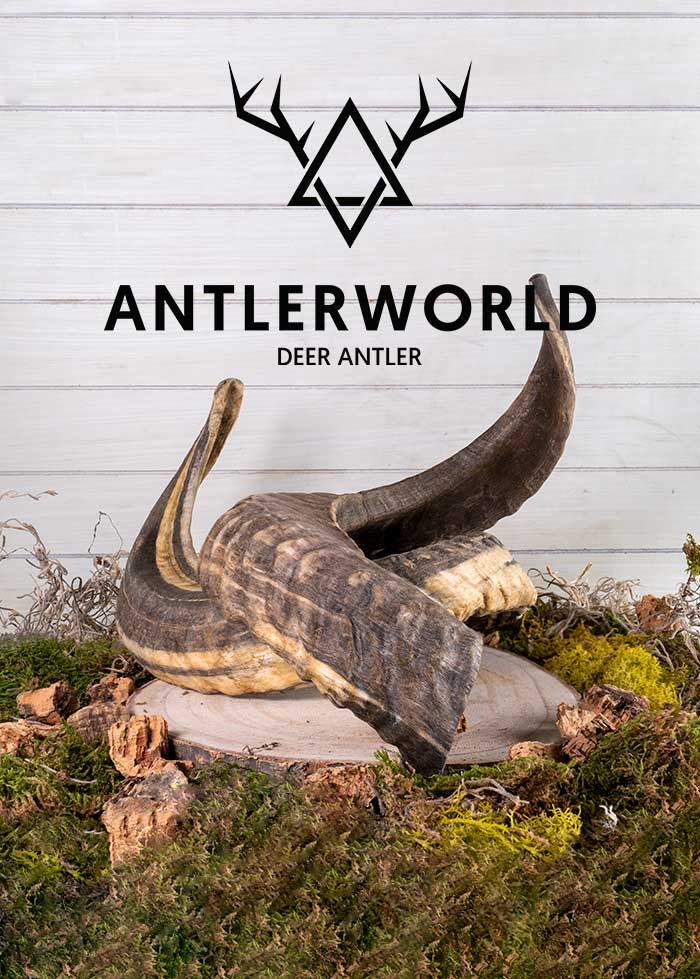 Mordedores cuernos de carnero Antlerworld varias tallas.