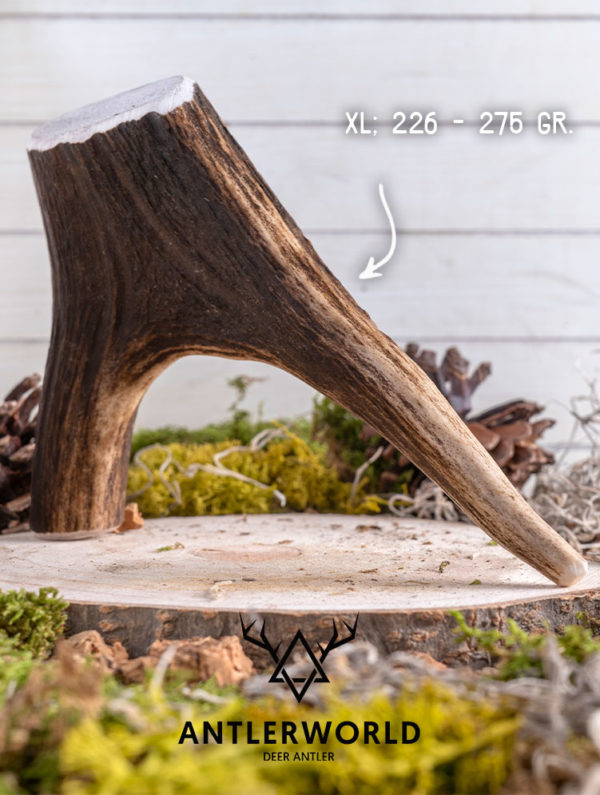 Mordedor de asta de ciervo (deer antler) talla XL de Antlerworld, 100% natural y de la máxima calidad